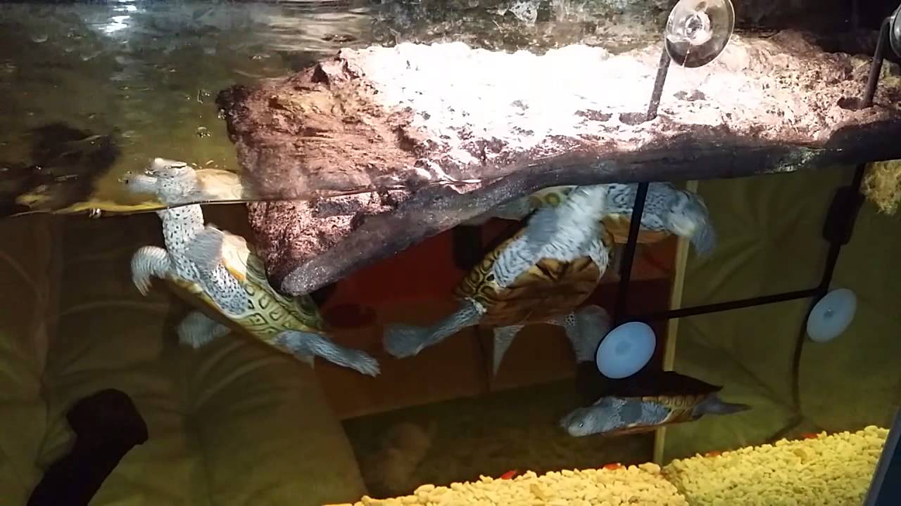 terrapin ridge farms Crazy 4 food