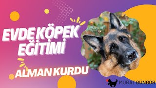 Evde Köpek Eğitimi - Alman Kurdu Eğitimi İstanbul