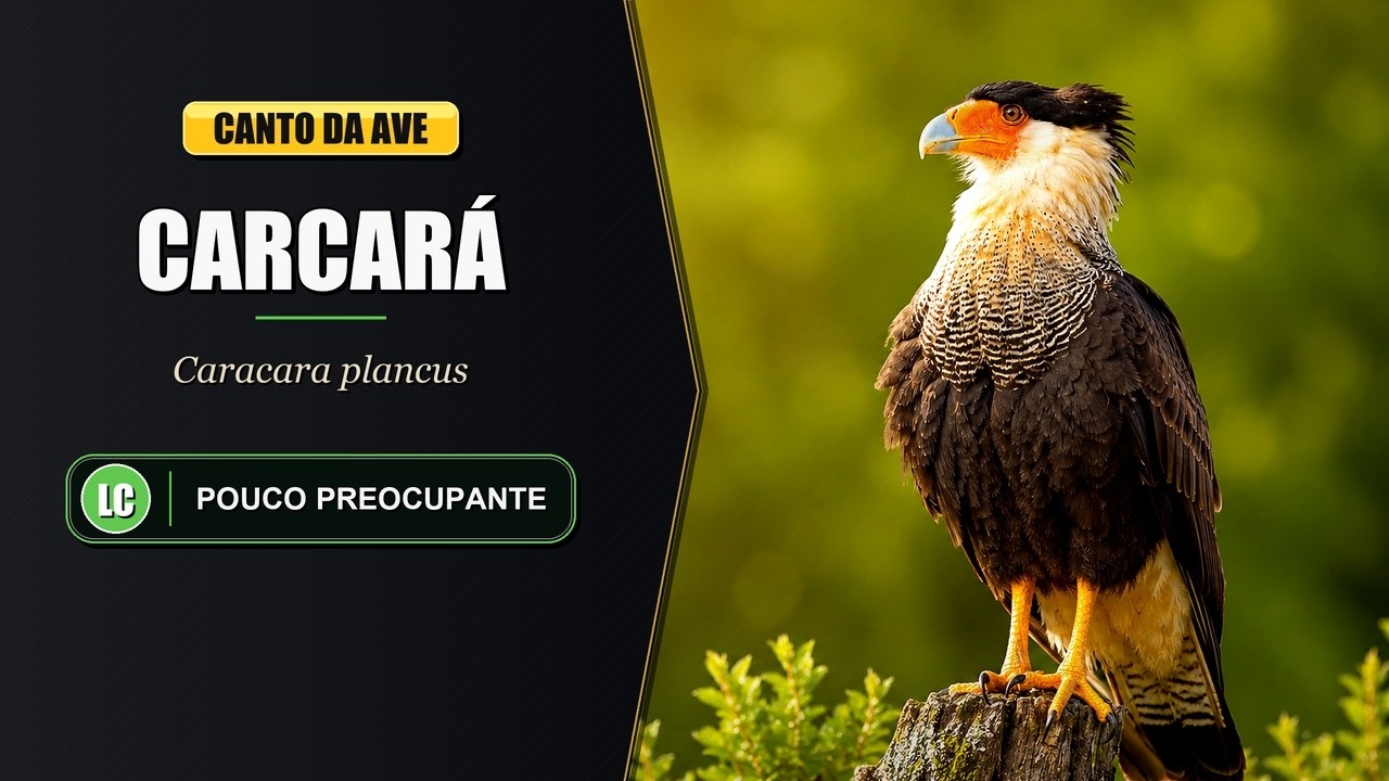 Canto do Carcará / Carancho / Gavião Carcará | Southern Caracara ...