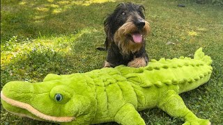 Cute dachshund kidnaps crocodile #TeddyTheDachshund