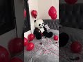 اجمل تيك توك نور ادريس بجنن اجمل تيك توك نور ادريس بجنن