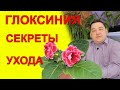 9 секретов ухода за глоксинией. Не узнаешь - расти не будет!