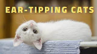 ear tipping cats what it is and why its done