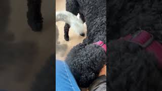 Harmony New Beginnings Animal Rescue Jude