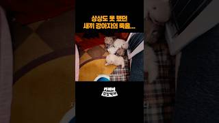 지켜주지 못해서 미안해... #shorts