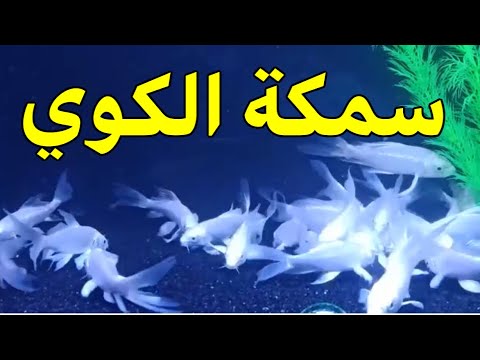 فيديو: كيفية حساب تكاليف الغذاء (بالصور)