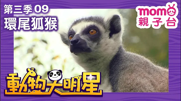 动物大明星 S3【环尾狐猴】第3季 第09集｜认识动物｜自然生态｜鱼类｜爬虫类｜昆虫｜海洋生物｜哺乳类｜Animal big star｜儿童电视节目【亲子台｜官方HD完整版】momokids - 天天要闻