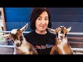 Did I just buy MORE goats?? 😂 (addressing the rumors...)