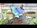 Step by Step Guide to Starting Vegetable Transplants