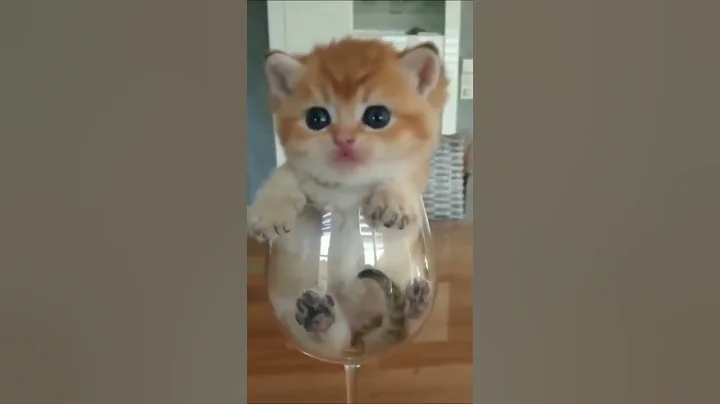 Video 4901811: funnycats funnykittens cats kittens, cat funnycats kitten cutecat, cats funnycats cutecat baby, cat kitten cutecat funny, cutecat kittycat, dog animal kittycat