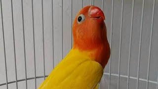 Dijamin Lovebird Anda Langsung Ngekek