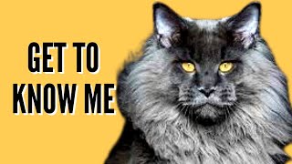 Things to know about Maine Coon cats by Loving Paws TV 107 views 1 year ago 1 minute, 18 seconds