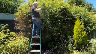 Planting Morning Glories & Cutting Back A Despised Plant!  || Visit Our Garden