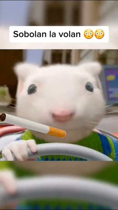 Șobolan la volan #shorts