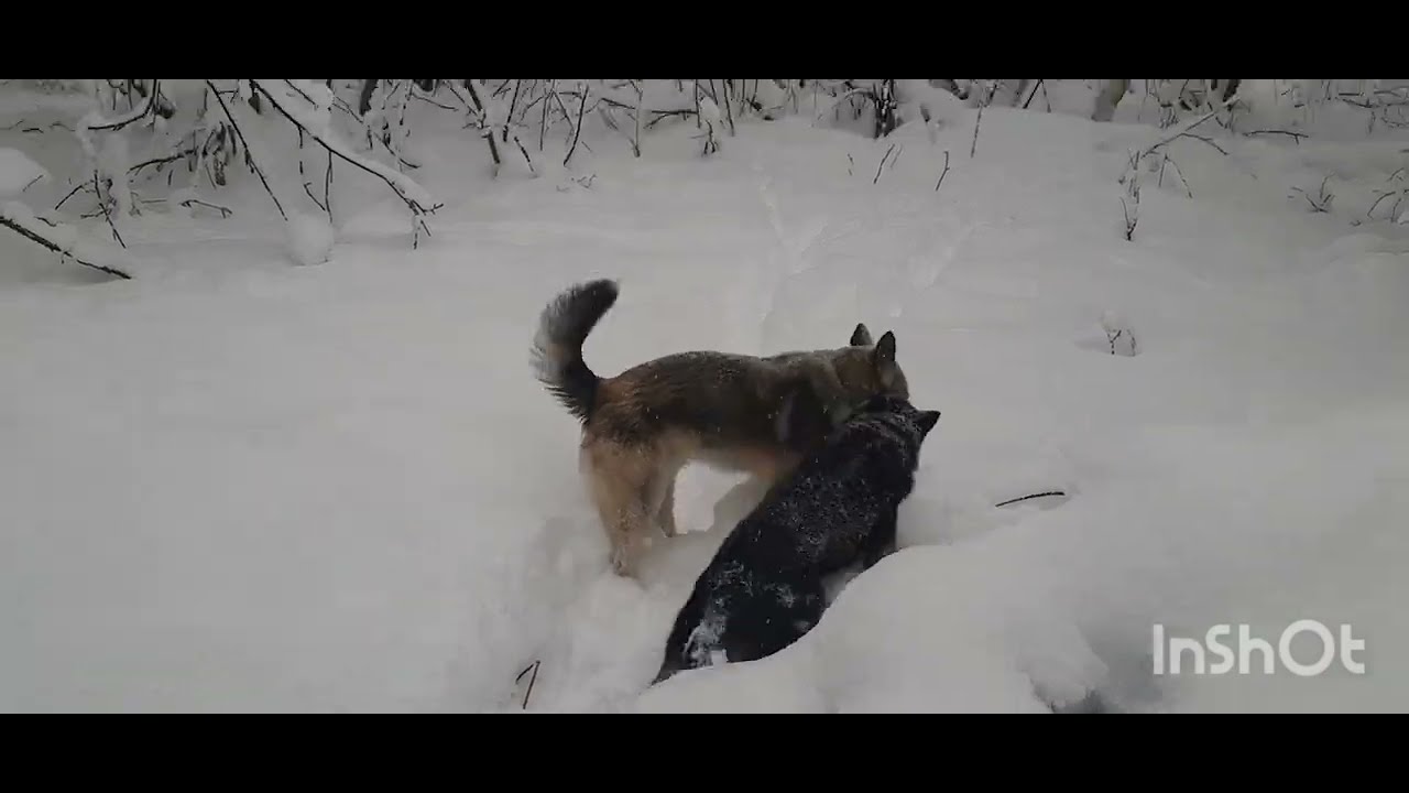 Реальная схватка. Снежная охота.