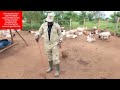 common challenges in goat farming and solution (cause of miscarriages or abortion )