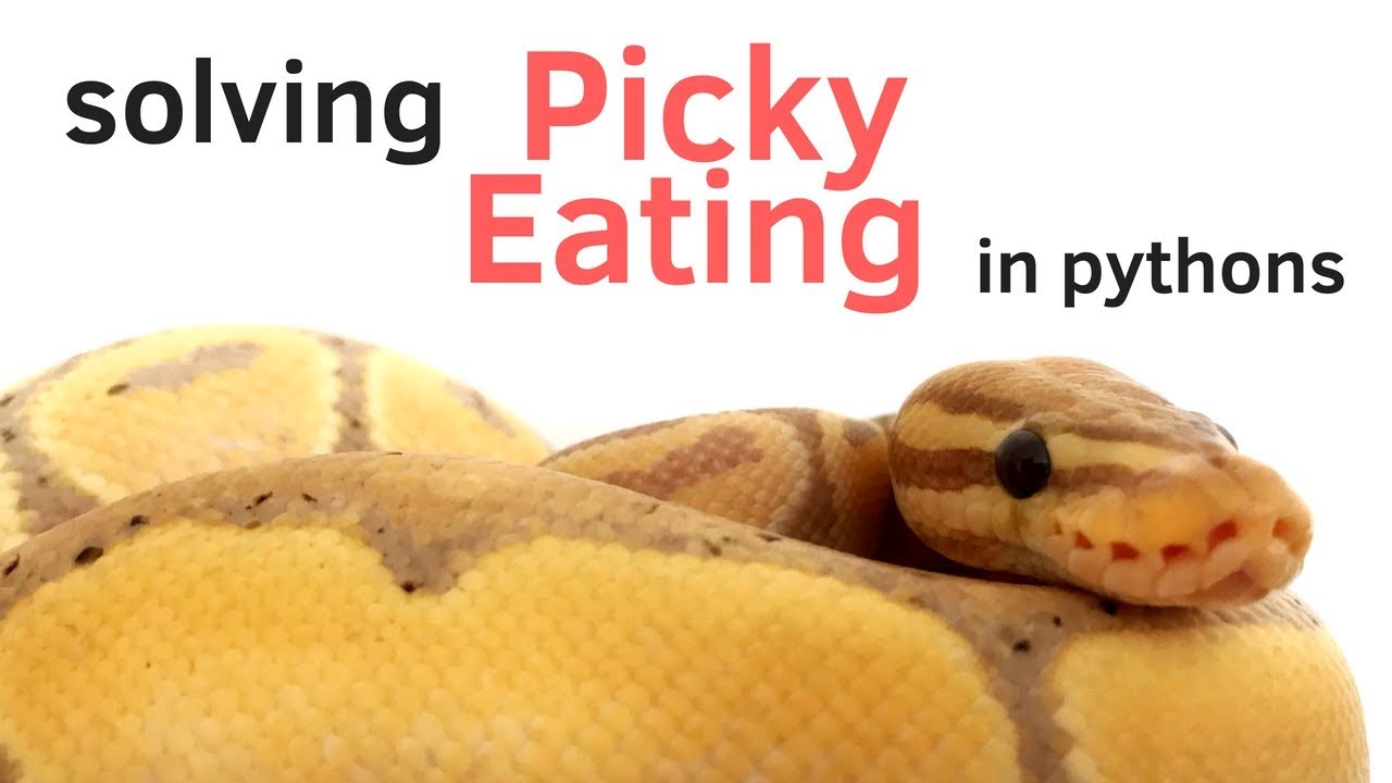 pet snakes and dogs SOLVING BALL PYTHON PICKY EATING