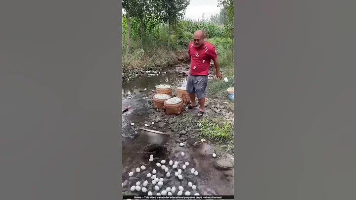 How Chinese Duck Farmers Turn Bad Eggs into Eggs into PROFIT! 🦆🥚