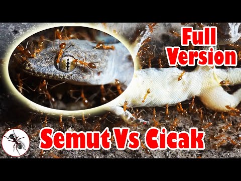 Semut Api makan Cicak Full Version | Semut | Serangga TV Channel