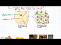 The Importance Of Cell Size In Nutrient Absorption And Waste Removal