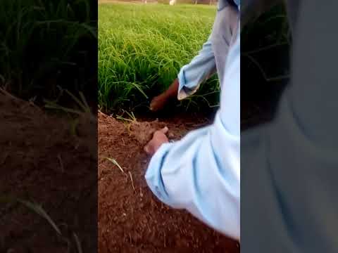 زراعة الدخن العماني 2