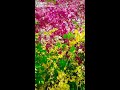 سعدون جابر سألوني وقلتلهم سافر يوم ويرجع لوه ولوه ولوى