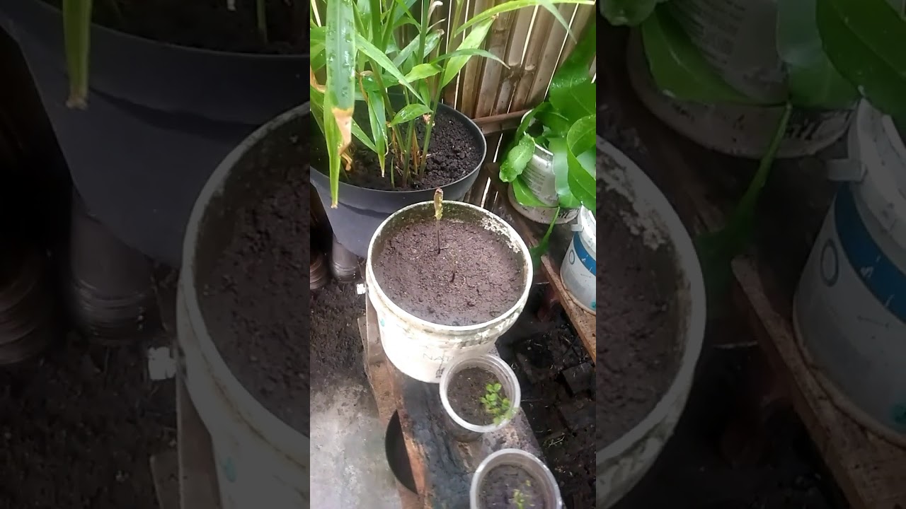 Ternak cacing sambil mendengar musik kenangan waktu masa muda 😁Cacing