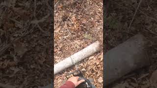 Ms 361 in small beech #chainsaw #portedchainsaw #firewood