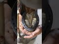 Let&#39;s give this pal a new shoe! (Full video on the channel) #shorts  #farrier #satisfying #asmr