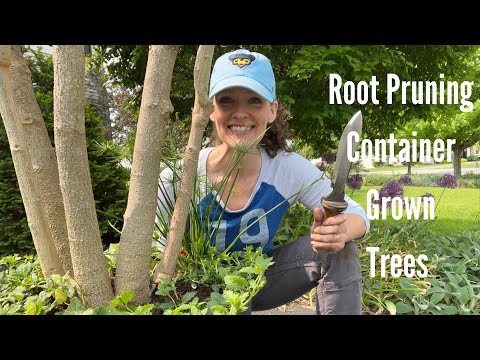 Vídeo: Pruning Brugmansia - Como Aparar Um Brugmansia