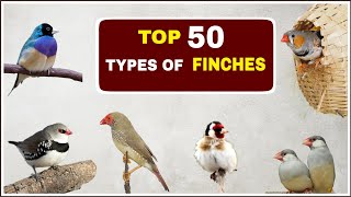 Top 50 Types of Finches | Finches and Names |