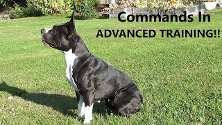 NEVER DO THIS To Your Dog After Calling Them! American Staffordshire Terrier - 13 