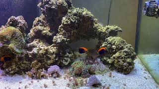Flameback Angel Harem
