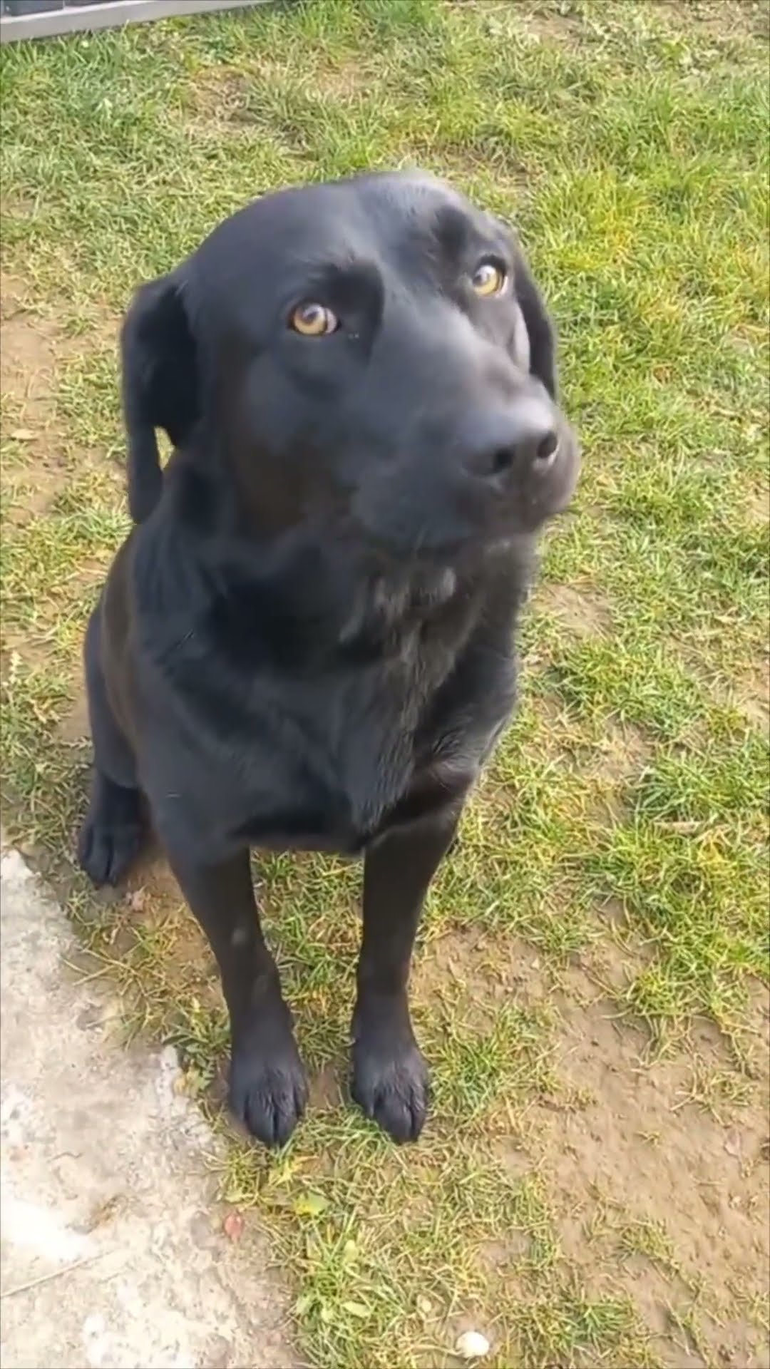 Black Labrador Vocalizes 'Mama' When Prompted by Its Owner