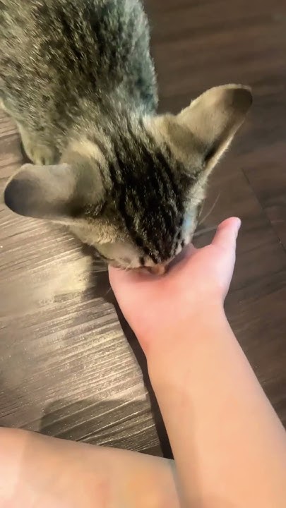 i-feed-my-cat-temptations-cat-food-kitten-youtube