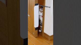 激安な猫用ドアを設置した飼い主の末路がコチラ #猫