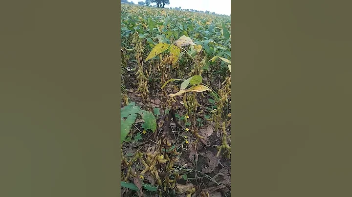 Soybean variety js 9560he 85din complete #shorts #soybean #Farmers Daily.#dosto#agriculture