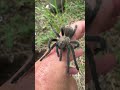 Tarantula