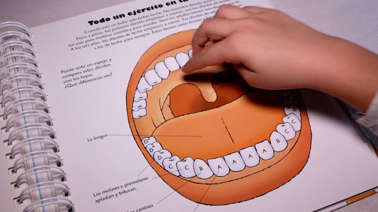 Negociar Montaña No puedo leer ni escribir El cuerpo humano - Libro infantil animado - YouTube