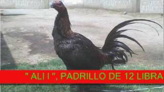gallos navajeros jose luis 7732