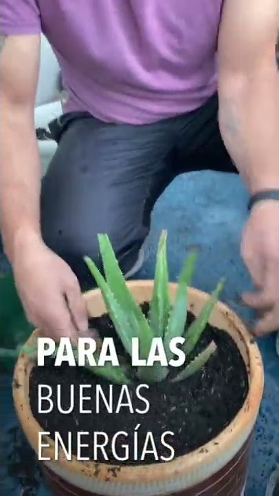 Siembra una planta de sábila en la casa para atraer buenas energías y alejar las malas