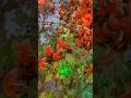 #flowers​ #flowers​ #nature​ #beautiful​ #rose​ #love​ #viralvideo #comedy