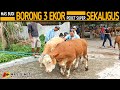 3 ekor pedetan super super langsung di borong mas budi tanpa perlawanan 