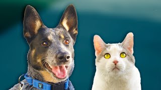 Operation Silent Night - Pets of the Week