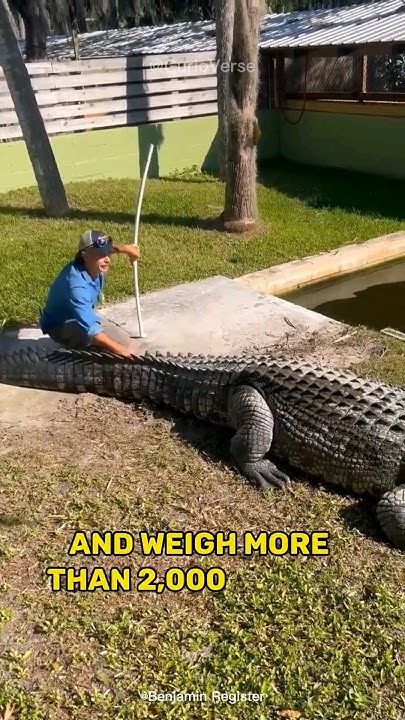 Terrifying Power: Saltwater Crocodile's Bite Force - YouTube