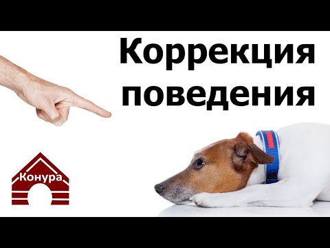 228. Коррекция поведения. Как, за что и когда наказывать собаку? Отрицательное подкрепление