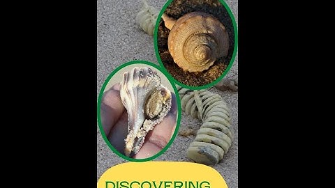 Join Me On The Wrack Line: Have You Ever Wondered About Whelks?