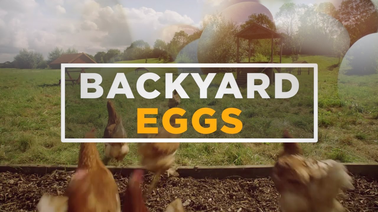 The Truth About Backyard Eggs YouTube