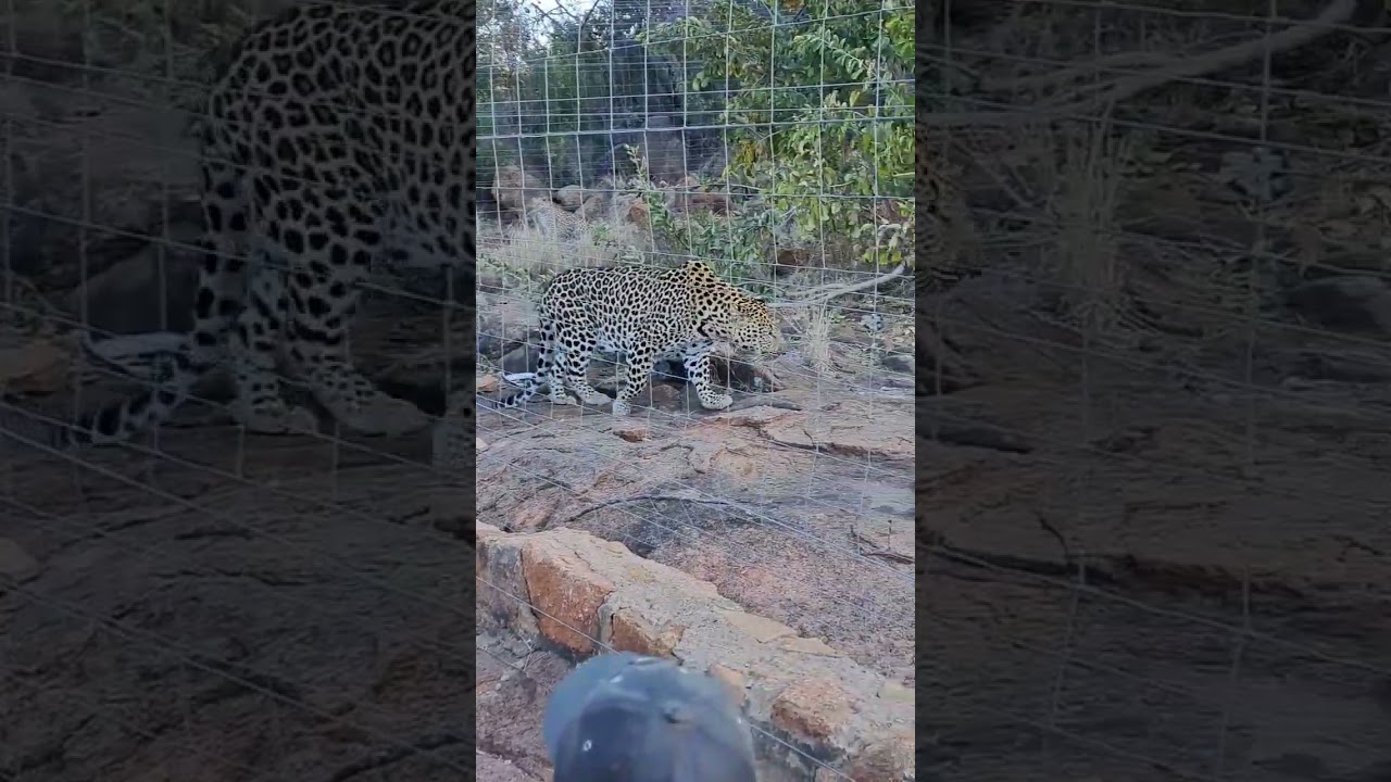 Part 2 / Mabilingwe nature reserve Predator park 🦁  