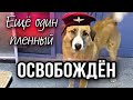 Из  «ледяного плена» Якутска домой 💖 Еще одна собачья душа спасена